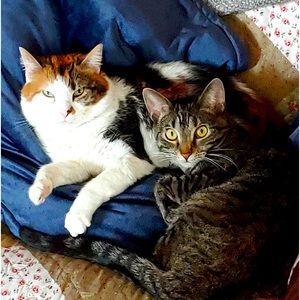 Meet the Posher, Tracy